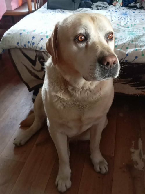 Baddy, labrador do adopcji