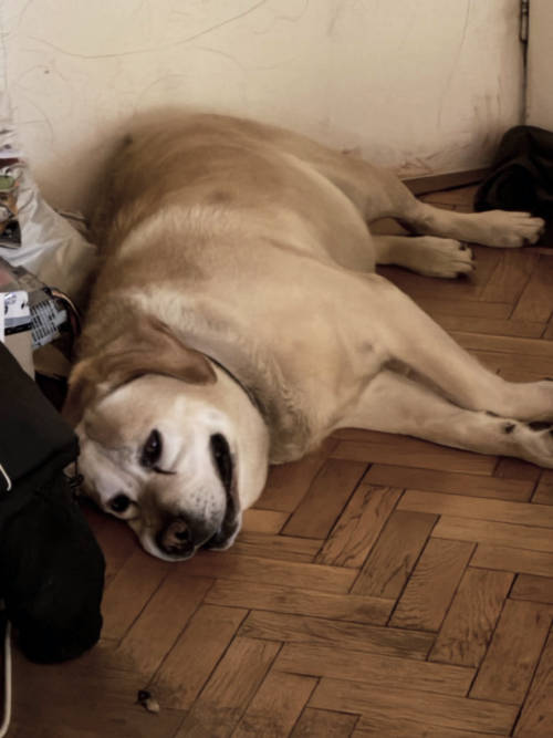 Baddy, labrador do adopcji