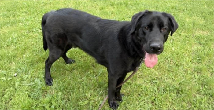 Benio, labrador do adopcji