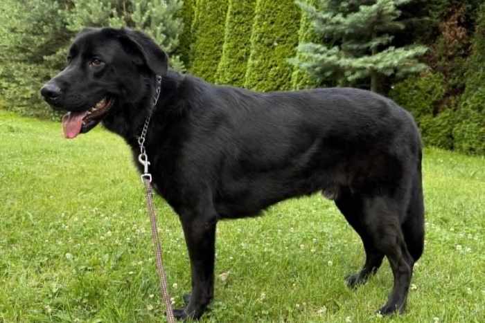 Benio, labrador do adopcji