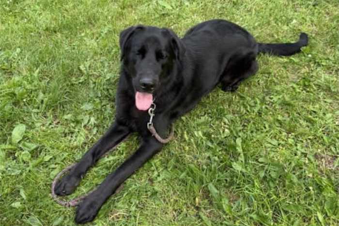 Benio, labrador do adopcji
