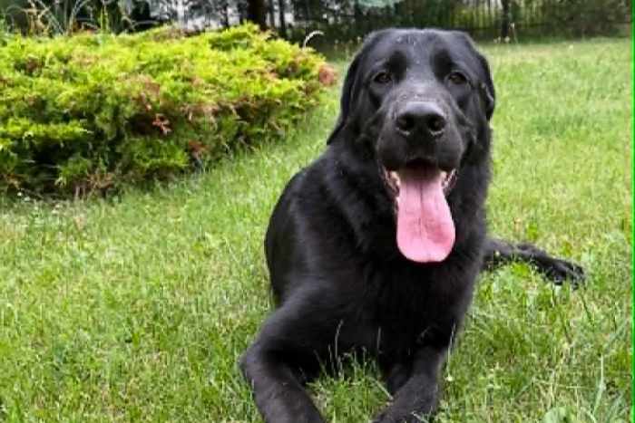 Benio, labrador do adopcji