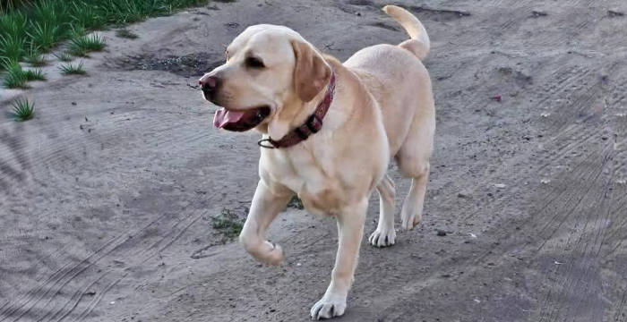 Billi, labrador do adopcji