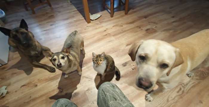 Billi, labrador do adopcji