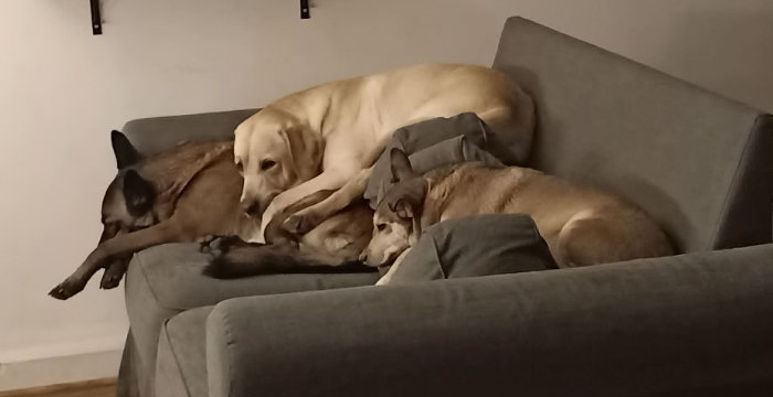 Billi, labrador do adopcji