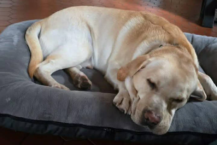 Billi, labrador do adopcji