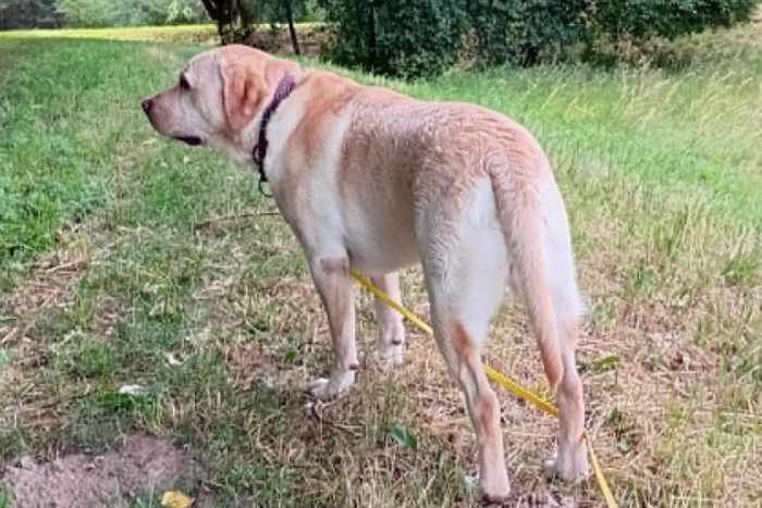 Billi, labrador do adopcji