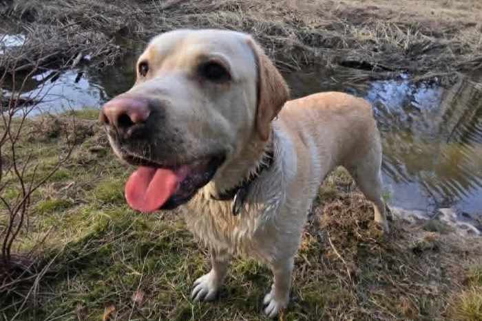 Billi, labrador do adopcji