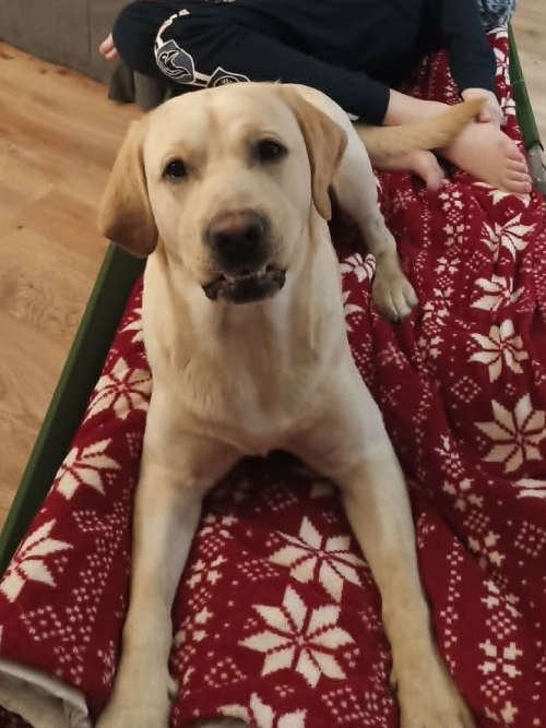 Billi, labrador do adopcji