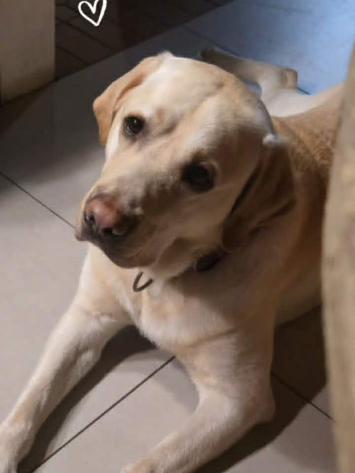 Billi, labrador do adopcji