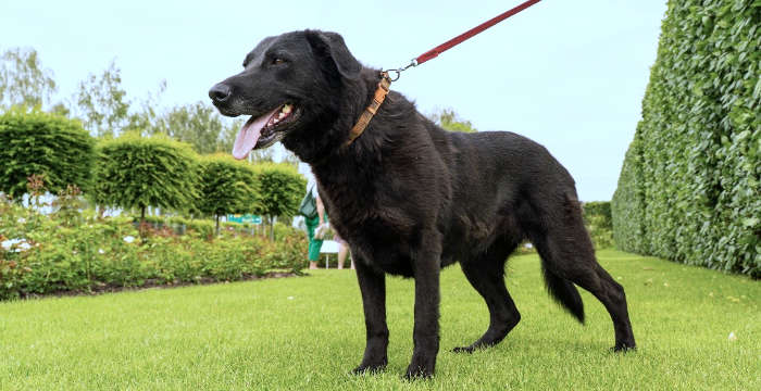 Bisco, labradorka d adopcji