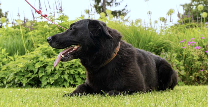 Bisco, labradorka d adopcji
