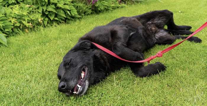 Bisco, labradorka d adopcji