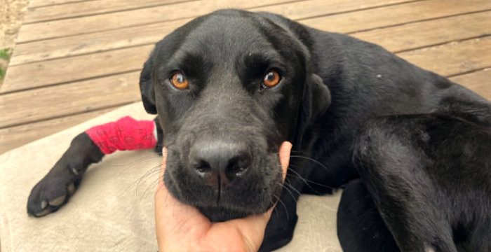 Misza, labrador w potrzebie