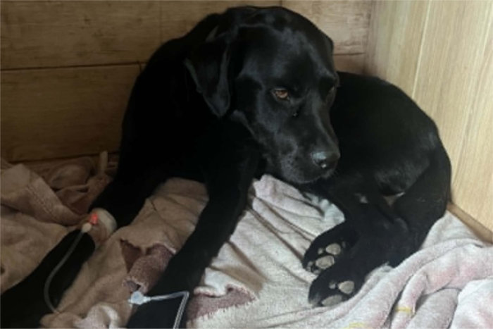 Misza, labrador w potrzebie