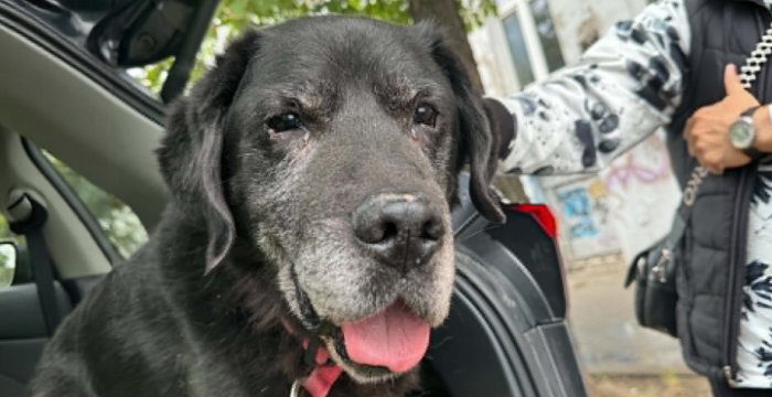 Tadzik, labrador do adopcji