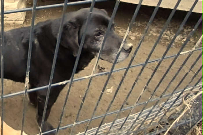 Tadzik, labrador do adopcji