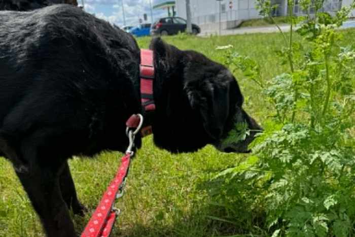 Tadzik, labrador do adopcji