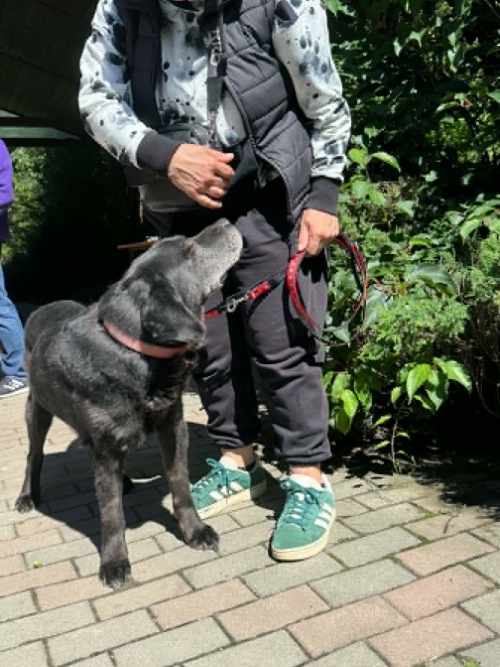 Tadzik, labrador do adopcji
