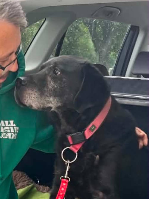 Tadzik, labrador do adopcji