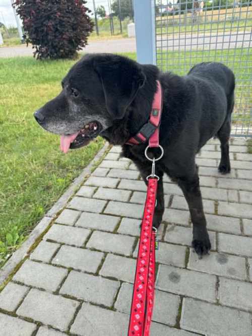 Tadzik, labrador do adopcji