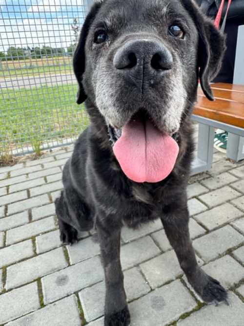 Tadzik, labrador do adopcji