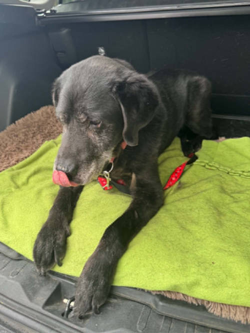 Tadzik, labrador do adopcji