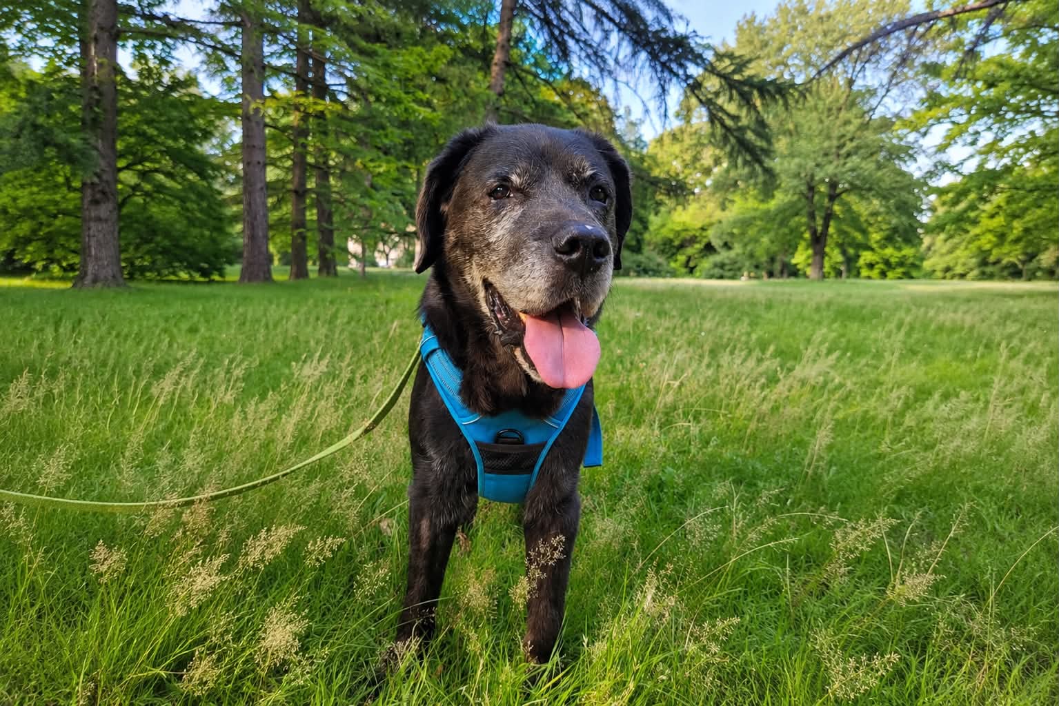 Tadzik, labrador do adopcji
