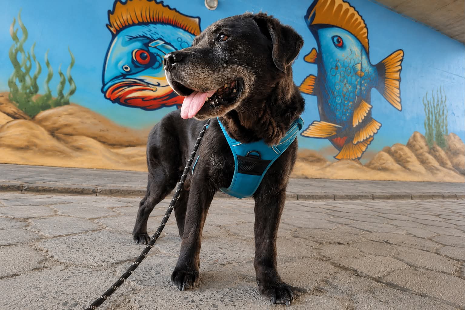 Tadzik, labrador do adopcji