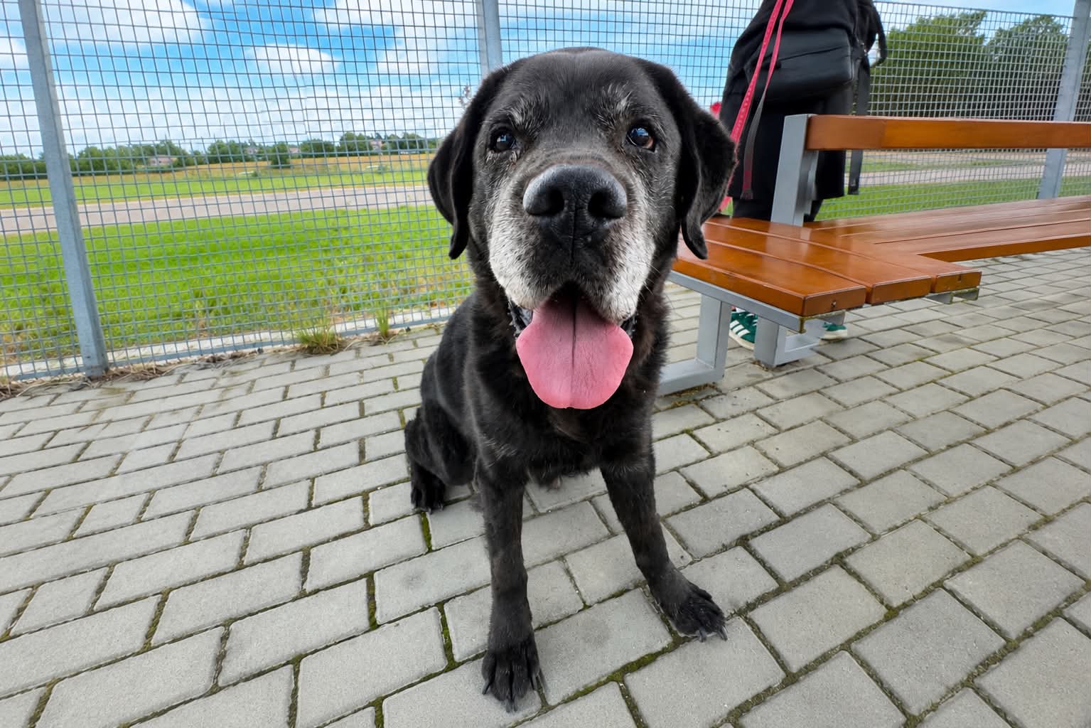 Tadzik, labrador do adopcji