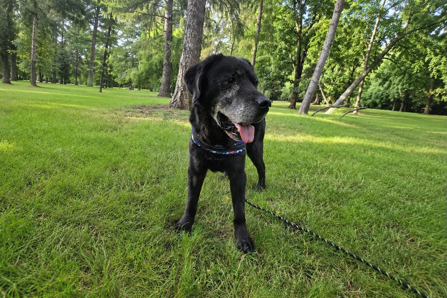 Tadzik, labrador do adopcji