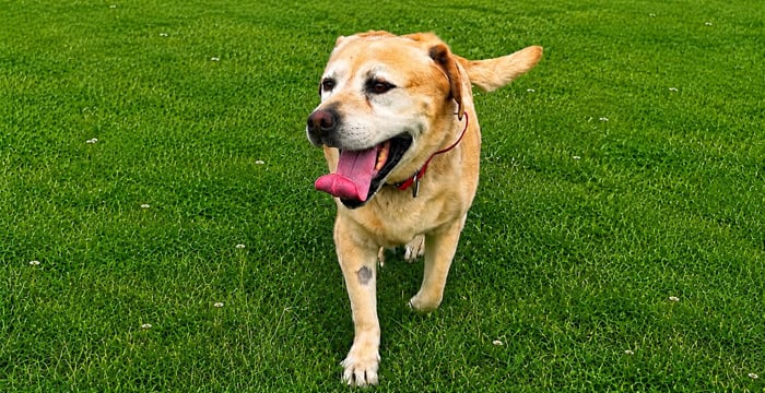 Buddy, labrador do adopcji 