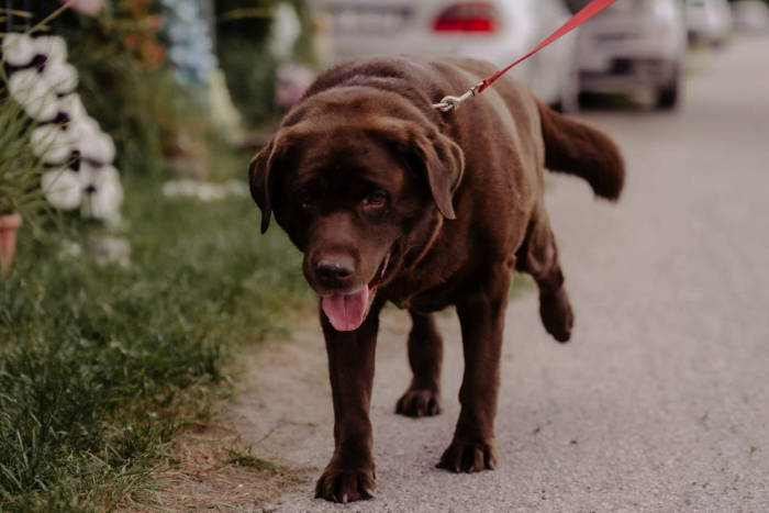 Aran, labrador do adopcji