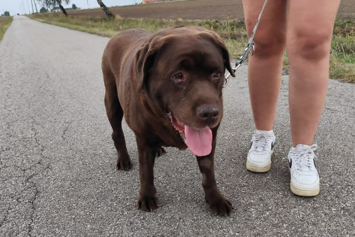 Aran, labrador do adopcji