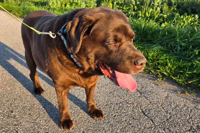 Aran, labrador do adopcji