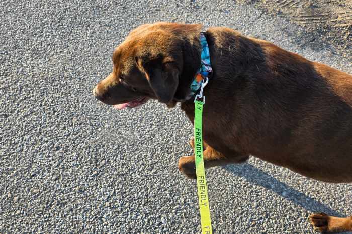 Aran, labrador do adopcji