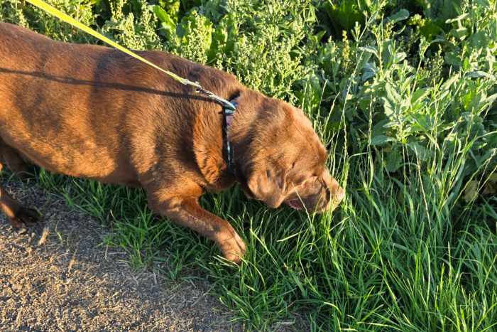 Aran, labrador do adopcji