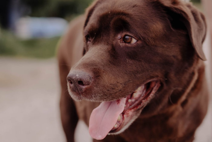 Aran, labrador do adopcji