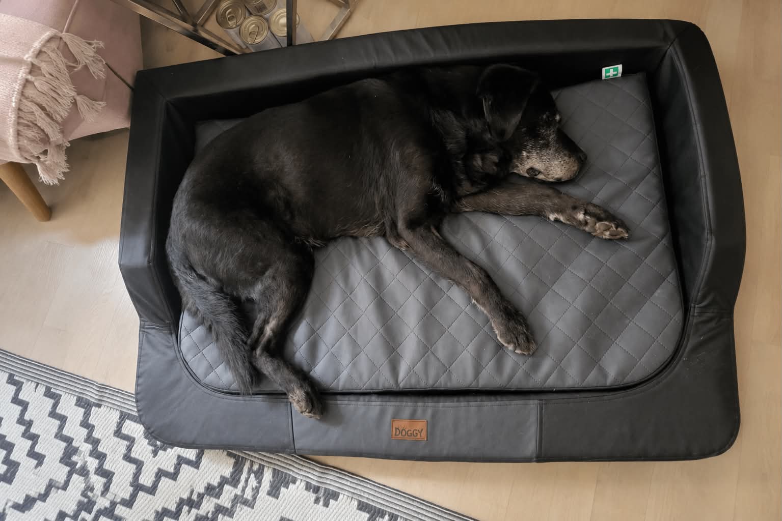 Tadzik, labrador do adopcji