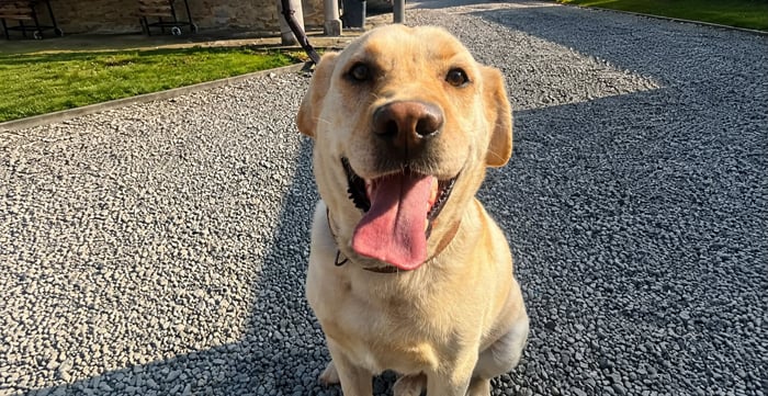 Max, labrador do adopcji