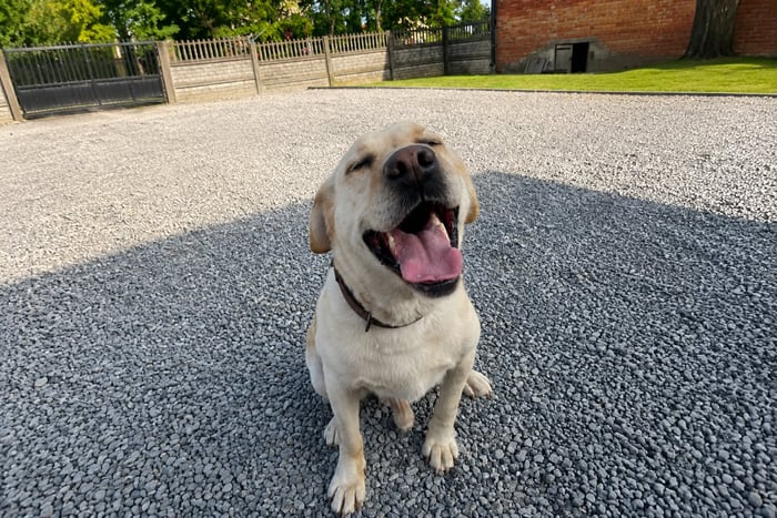 Max, labrador do adopcji