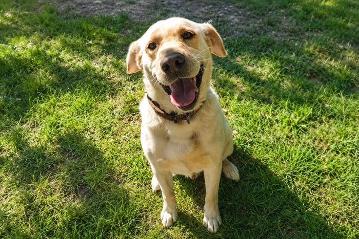 Max, labrador do adopcji