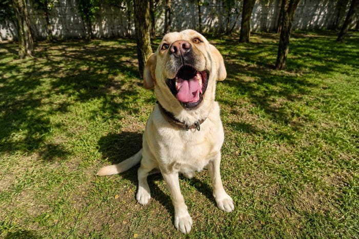 Max, labrador do adopcji