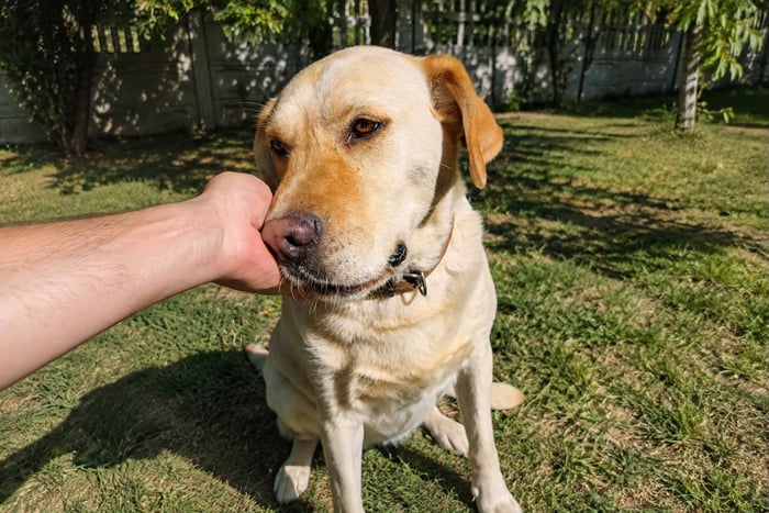 Max, labrador do adopcji
