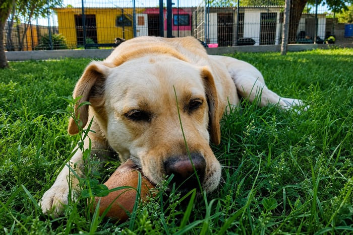 Max, labrador do adopcji
