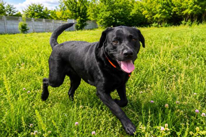 Misza, labrador do adopcji