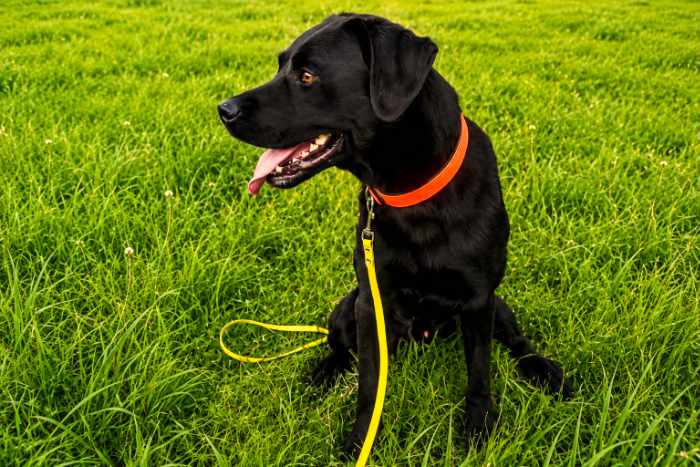 Misza, labrador do adopcji