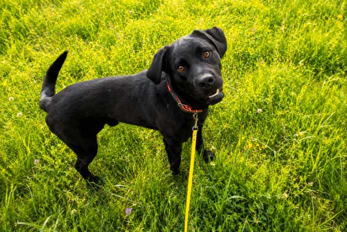 Misza, labrador do adopcji