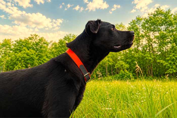 Misza, labrador do adopcji