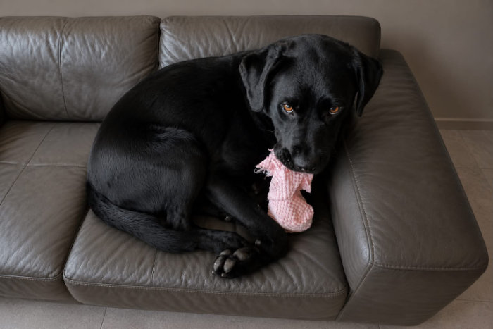 Misza, labrador do adopcji